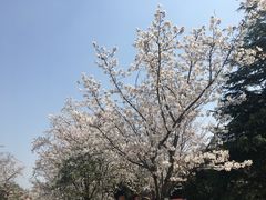 -顾村公园