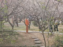 -香雪海