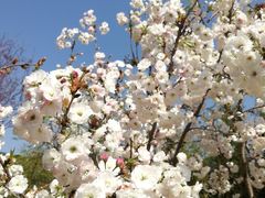 -天适樱花悠乐园