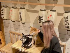 -柴迷FANS CLUB·柴犬狗咖·猫咖