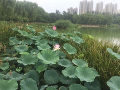 -燕郊植物园
