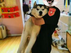-Husky Go! 哈士奇体验馆·宠物咖啡厅狗咖