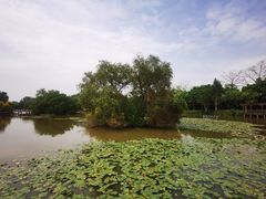 -大湾区中央湿地公园