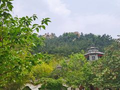 -老张烤羊(王哥庄店)