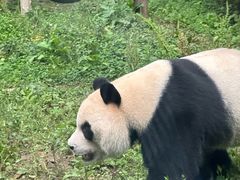 -黔灵山公园