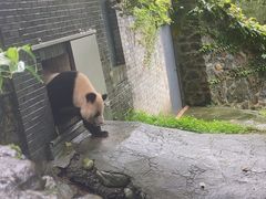 -都江堰中华大熊猫苑