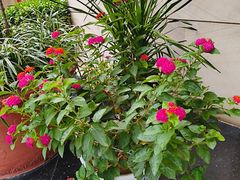 -洛阳宴·洛阳菜(南昌路店)