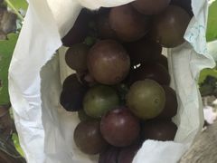 -马陆小张葡萄园农家乐