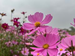 -天适樱花悠乐园