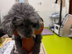 -美联众合动物医院·24h转诊中心
