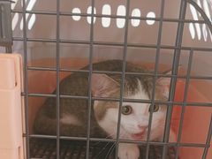 -贝康宠物医院·犬猫全科·小动物特色诊疗中心(东环路店)