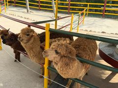 -西霞口神雕山野生动物世界