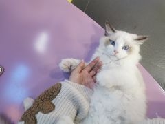 -十年猫舍·猫咪专门店(普陀店)