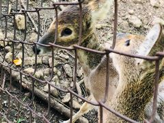 -合肥野生动物园