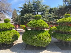 -真定郝家排骨(正定县总店)