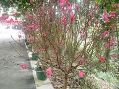 -广西壮族自治区药用植物园