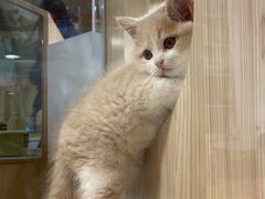 -屋虎猫馆(宝安大仟里店)