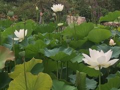 -济南植物园