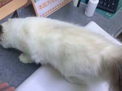 -瑞派宠物医院(锦江店)