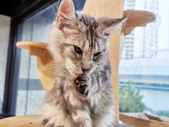 -十年猫舍·猫咪专门店(普陀店)