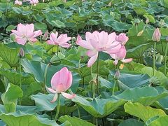 -滆湖低碳生态公园