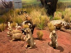 -陕西自然博物馆