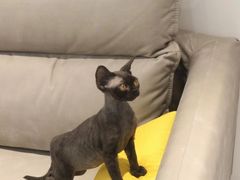-猫十亿·布偶金渐层·曼基康矮脚猫舍(青年路店)