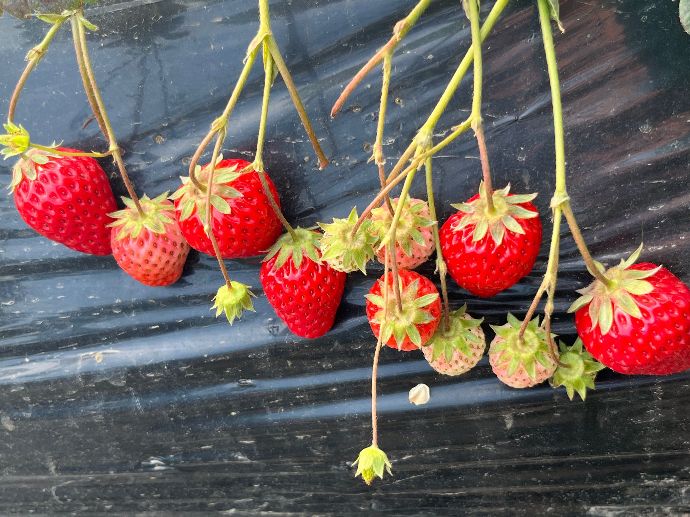 神兽草莓采摘园