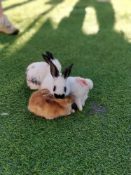 -萌宠亲子动物乐园(槐房万达店)