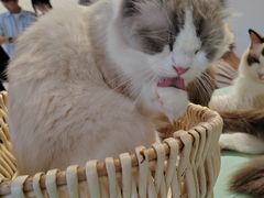 -怪兽屋·羊驼·猫咖·狗咖(俊华广场店)