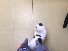 -创凡宠物医院·骨专科  猫科中心(西乡分院)