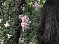 -鹅湖玫瑰文化园