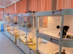 -翊宠yipet猫狗购宠庄园犬舍•猫舍