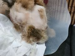 -爱诺耐芙动物医院(万博店)