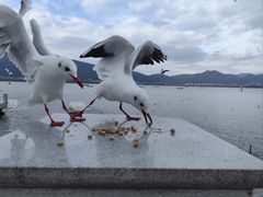 -海埂大坝