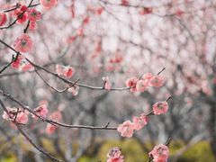 -梅花山(明孝陵内)