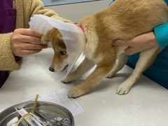 -中农国际动物医院24小时·猫科·骨科·急重症中心