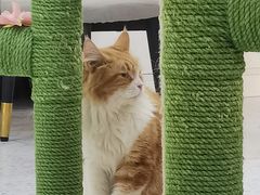 -喵园·猫主题咖啡厅·撸猫·猫咖(国贸店)