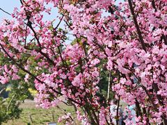 -西京湾花海