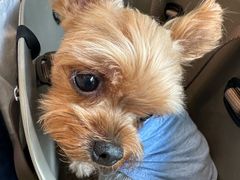 -瑞派申生动物医院·24H夜诊·国际动物医疗中心·骨外科(吴中路店)