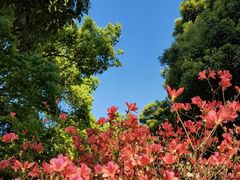 -杭州植物园