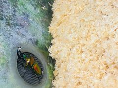 -上海大自然野生昆虫馆