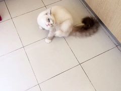 -东方名猫馆·英短金渐层布偶猫舍(环线广场1号楼店)