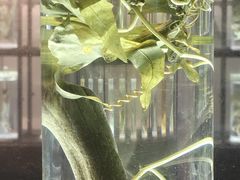 -广东中医药博物馆