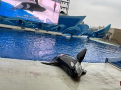 -上海海昌海洋公园