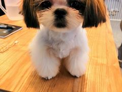-PETKIT小佩宠物(古北店)