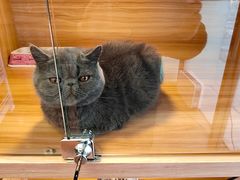 -猫十亿·布偶金渐层·曼基康矮脚猫舍(青年路店)
