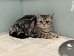 -纳吉亚猫专科动物医院博雅分院