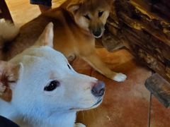 -more than meow吴止猫主题餐厅(承德 中船汇店)