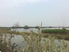 -芒洲湿地公园